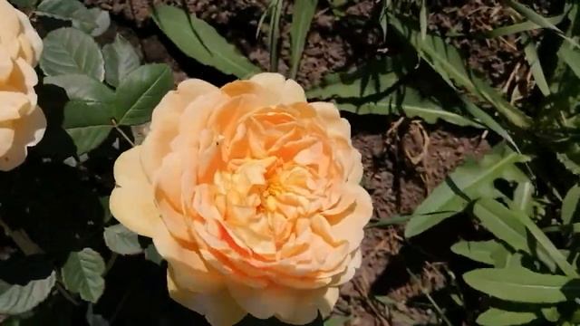 Роза Грехам Томас смотреть онлайн