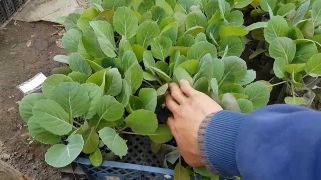 Рассада КАПУСТЫ на продажу, чтоб люди не могли мимо пройти. И даже если не нужна купили??? смотреть онлайн