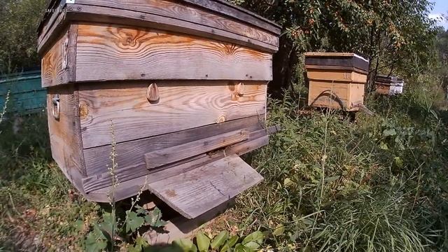 Носят пчелы падь или нет, Это сложно или просто распознать? смотреть онлайн