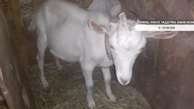 Помощь в приобретении, намтоль важна эта покупка. смотреть онлайн