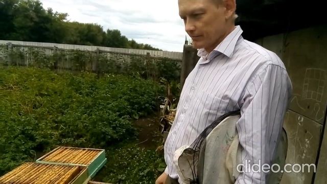 Обсушка рамок пчелами после откачки меда смотреть онлайн