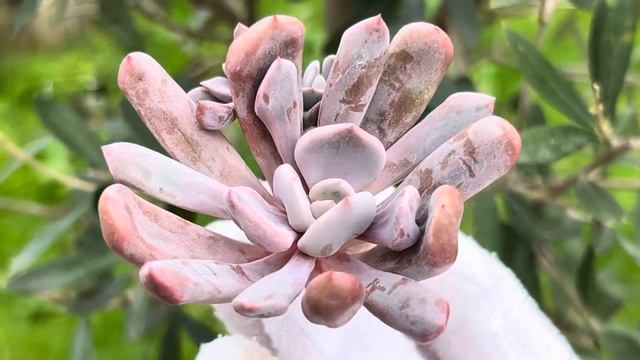 Echeveria ‘Cupid’ смотреть онлайн
