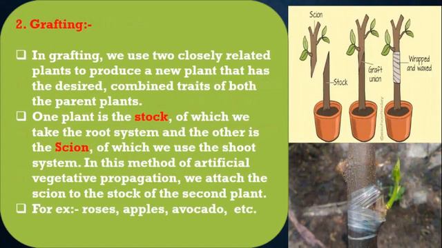 Reproduction In Plants / Class-VII / Science