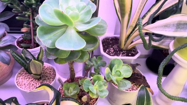 Джунгли в квартире. Обзор суккулентов и сансевиерий. смотреть онлайн