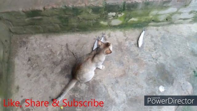Cat vs Chicken Fight for Row Fish #Cat #Chicken #Fish смотреть онлайн