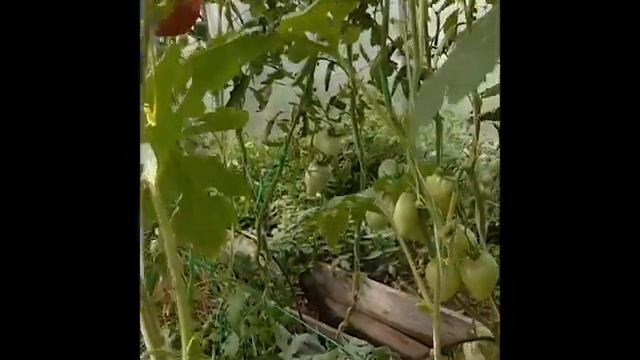 Необычные смешанные посадки в теплице. Арбузы, эустомы, огурцы, томаты, лук, зелень. Матвеева Оксан смотреть онлайн