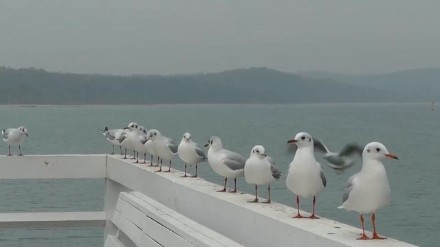 Sopot - panasonic hc v700 смотреть онлайн