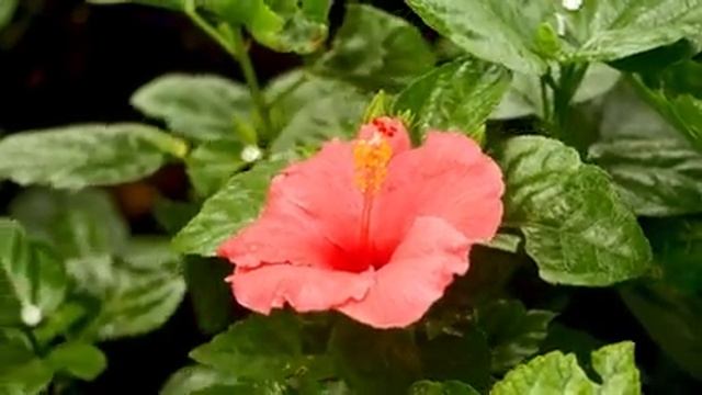 Расслабляющая исцеляющая музыка от стресса, беспокойства и депрессивных состояний - Исцеление разум смотреть онлайн