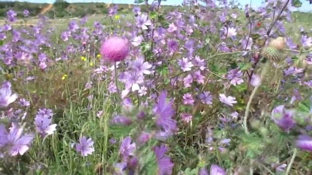 Восьмой дом для категории особенных женщин смотреть онлайн