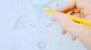 Копия видео "Как нарисовать волка! How to draw a wolf!"