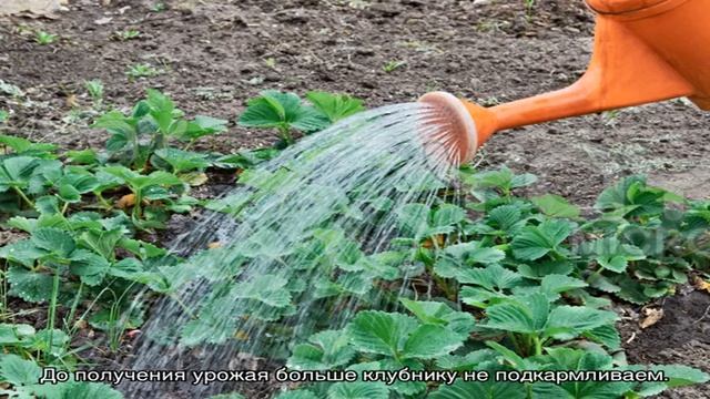 Борьба за урожай клубники весной смотреть онлайн