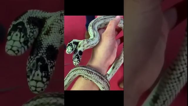 two headed snake alive#shorts?? ?? смотреть онлайн