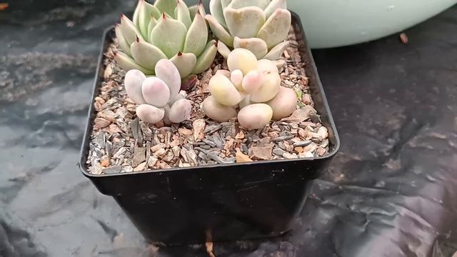 CONVERSA SUCULENTA 2 #echeveria #variegata #graptopetalum смотреть онлайн