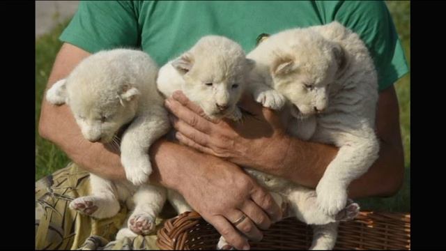 В поддержку парка львов Тайган смотреть онлайн