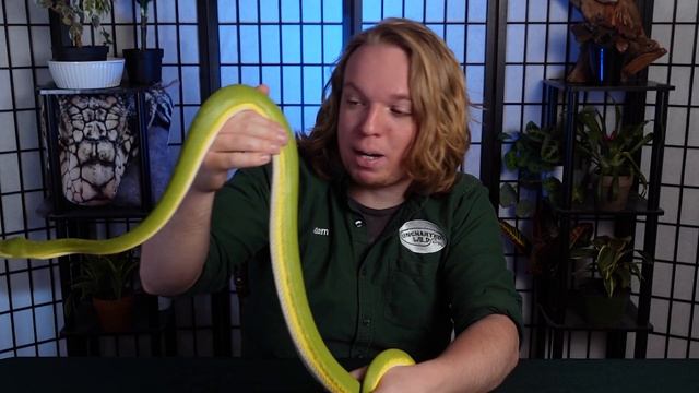 Green Tree Python In-Depth Care Guide смотреть онлайн