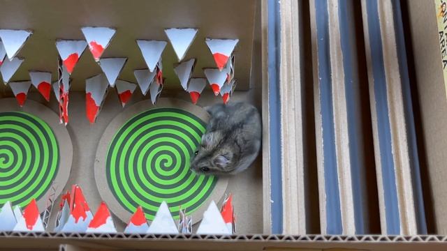 ?Dragon Snake Hamster Maze with Traps in real life ? in Hamster Stories смотреть онлайн