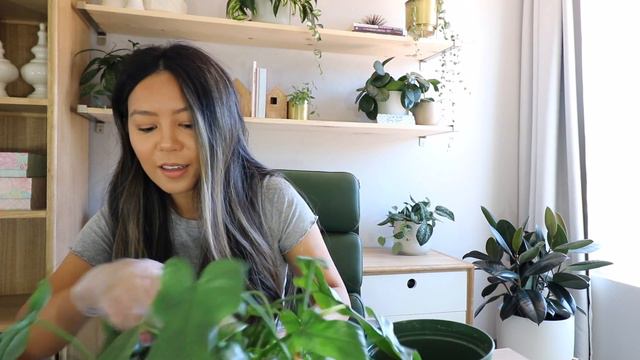 Repotting my Philodendron bipennifolium смотреть онлайн