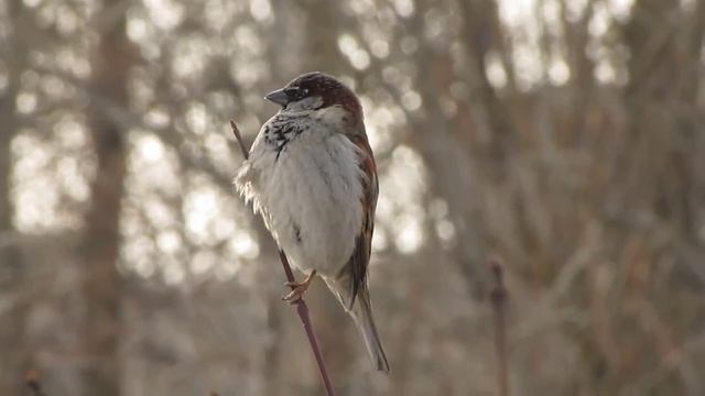Домовой воробей, песня.. House sparrow, song смотреть онлайн