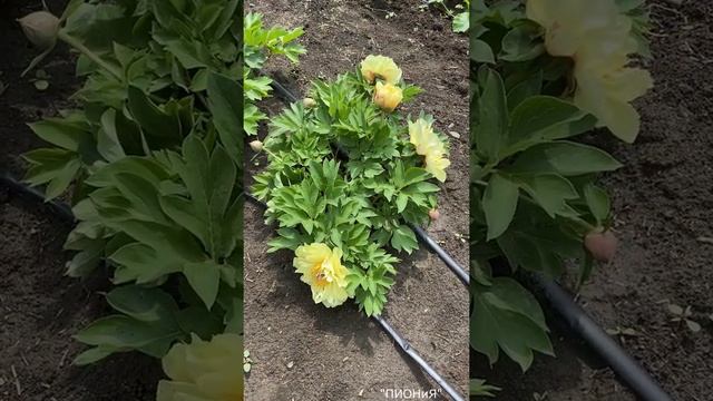 Garden Treasure|Пион Гарден Треже| Корни пионов| Пионы на октябрь 2021г.|ИТО-пионы| Желтые пионы смотреть онлайн