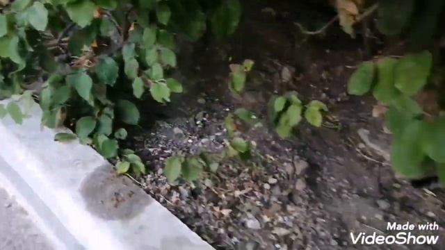 Крым. Судак. В мире животных смотреть онлайн