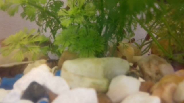 ?Аквариум креветки гуппи? смотреть онлайн