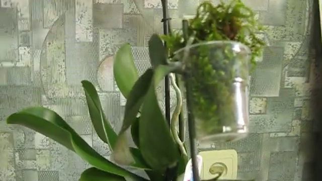 Живой мох Сфагнум в орхидеях. Хорошо или плохо?