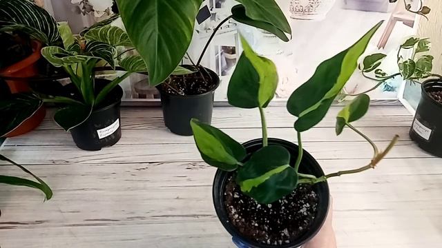 Цветочное ассорти. Филодендроны. смотреть онлайн