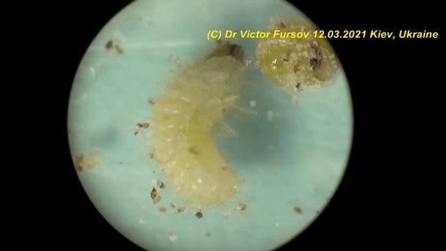 Какие Жуки Живут на Кухне? Хлебный Точильщик и Табачный Точильщик Под Микроскопом - Как Отличить? смотреть онлайн