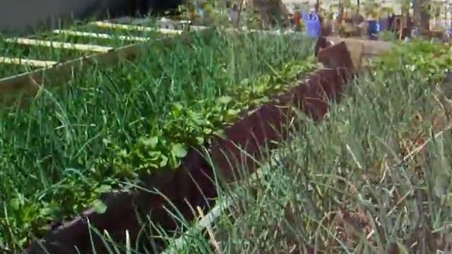 Огород высокие грядки- короба 3 июня 2011г.Garden