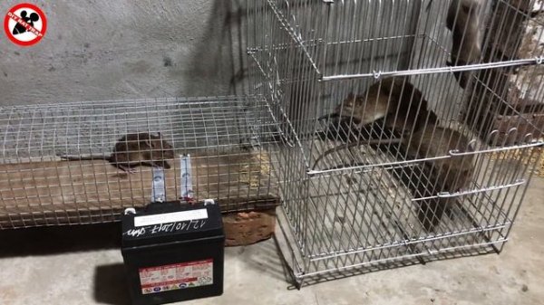 12 Volt Electric Rat Trap Water ? 6 Mice in trapped 1 Hour | Mouse/ Rat trap | How to Make Rat Trap