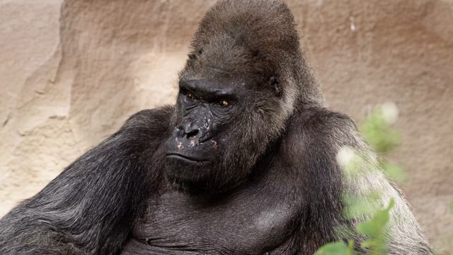 Shutterstock_27876727