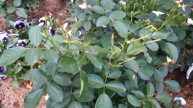 Роза Жан Кокто.Находка для розовода.Прекрасная флорибунда.Франция 2009г. смотреть онлайн