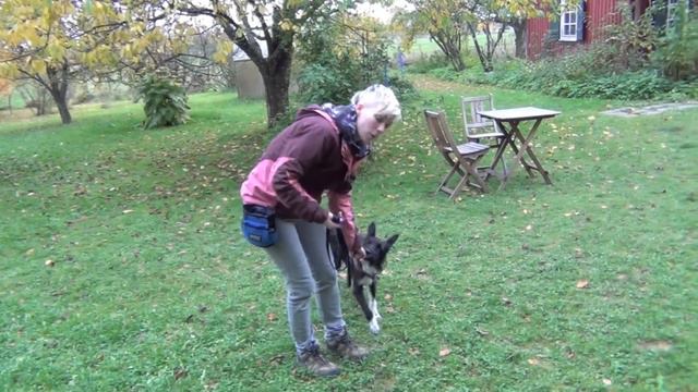 How to stop your dog lunging and barking- Train 'Let's Go!'- shy reactive dogs смотреть онлайн