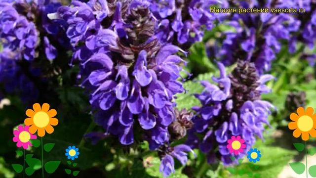 Шалфей дубравный Маркус. Краткий обзор, описание характеристик, где купить саженцы