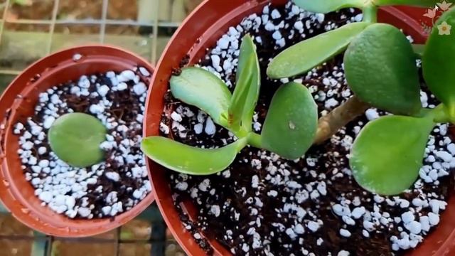 Top 10 succulents || Best succulent plants. смотреть онлайн