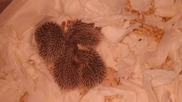 Новорожденные ежата. 6 дней смотреть онлайн