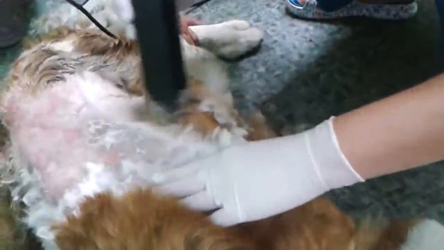 "Принцесса" в клинике ШОК!! Опарыши просто съедали ее изнутри смотреть онлайн