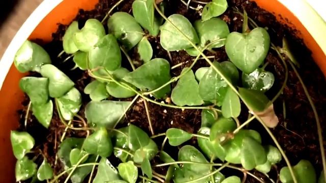STRING OF HEARTS|SILVER GLORY| VARIEGATED|ORANGE RIVER|Care Tips| bernee bee смотреть онлайн