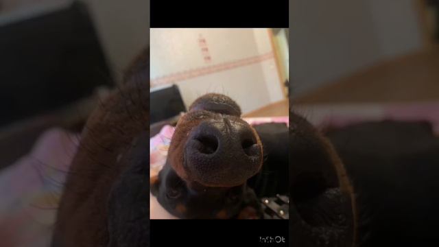 #doberman #доберман #домашниеживотные #опасная #собака #агрессия #подпишись #лайк смотреть онлайн