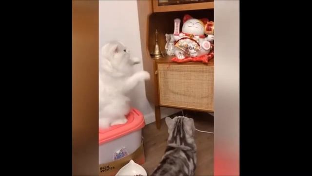 BEST 2024 FUNNIEST ANIMALS ? Funny Animal Videos Compilation ? Try Not To Laugh #32
#cuteanimals