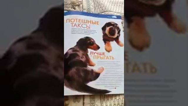 The dog collection Такса смотреть онлайн