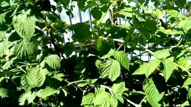 Малина "Гордость России ", "Краса России" ,  " Желтый гигант", "Таруса"