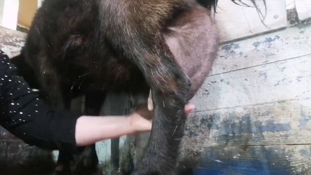 Как вылечить мастит у козы смотреть онлайн