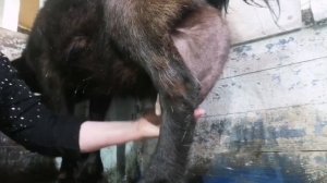 Как вылечить мастит у козы