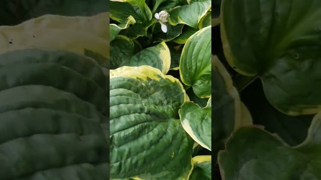 ХОСТА  КРИСТМАС ТРИ #хосты #купитьхосты #цветыхосты