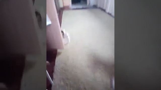 весёлые собачки смотреть онлайн