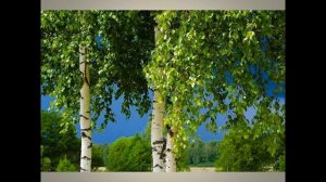 РУССКИЕ БЕРЕЗЫ. Классная песня!