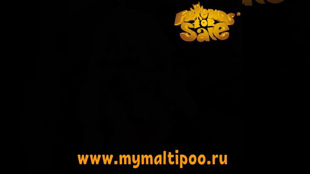 Щенки мальтипу. Maltipoo puppies смотреть онлайн