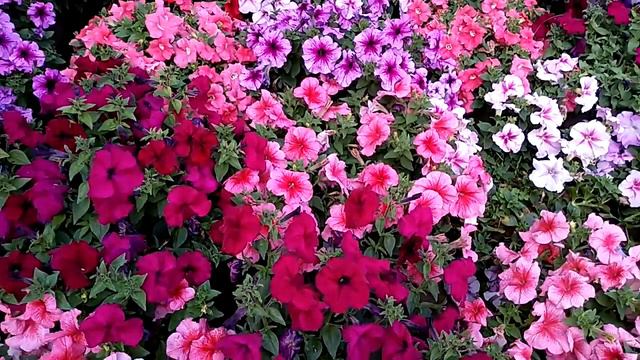 Winter Gardening....[HD]....Petunia.... (Awesome flowers)