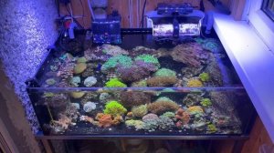 Морская система с двумя аквариумами  и общим сампом. Часть 1. Морской аквариум на балконе и самп.